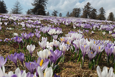 Frühling in Mölten