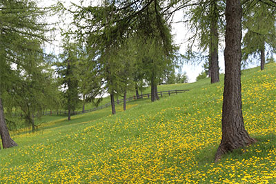 La primavera a Meltina