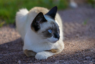Animali al Maso Spiesshof
